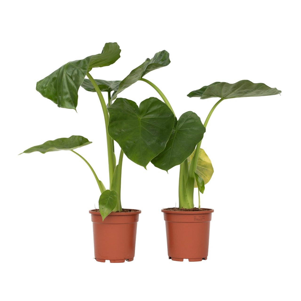 Urechea elefantului - 2 buc - Alocasia 'Macrorrhizos' - Înălţime 60-70cm - ⌀17cm