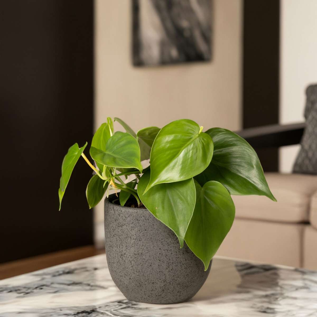 Peperomia - Peperomia polybotrya - Inaltime 20-30cm - ⌀12cm