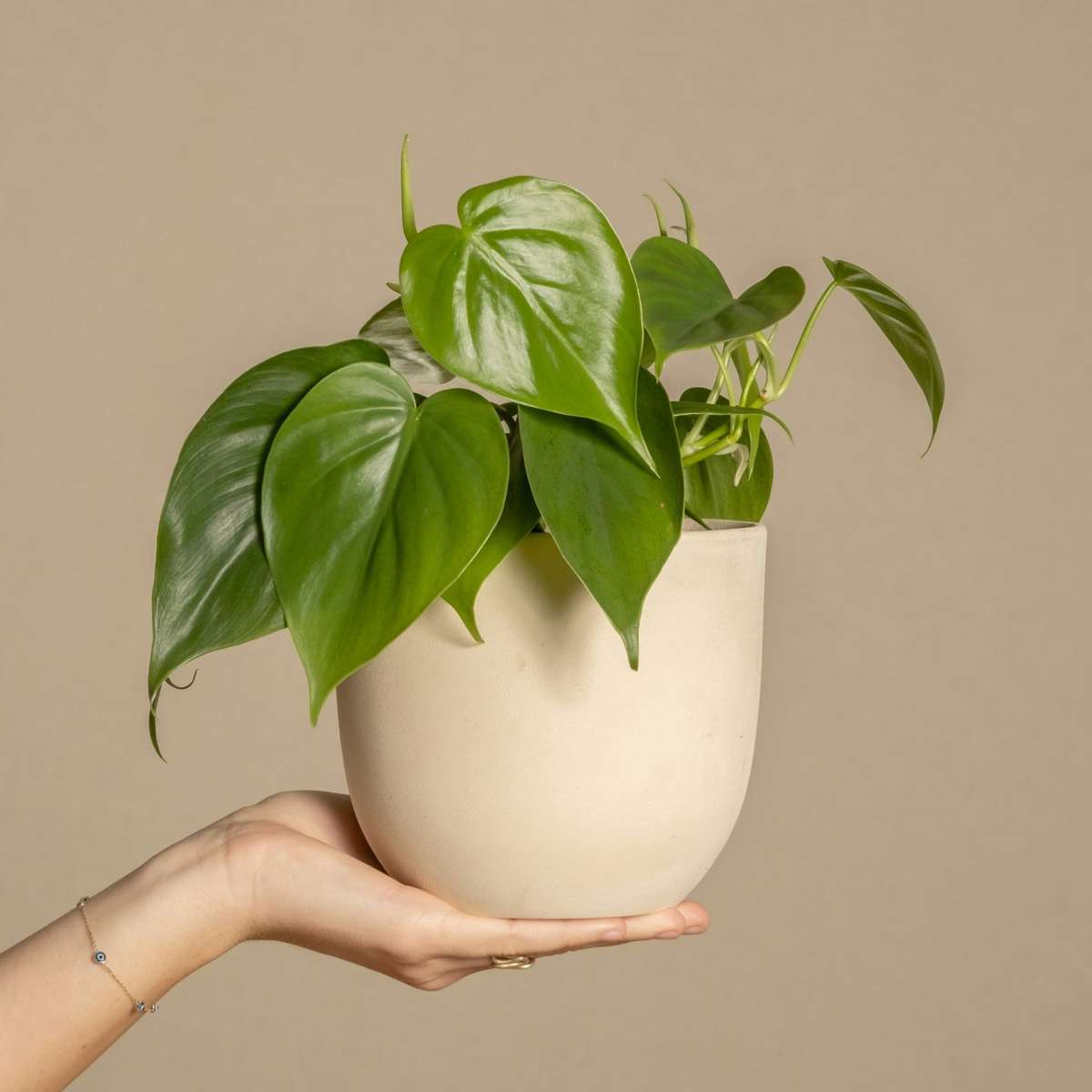 Peperomia - Peperomia polybotrya - Inaltime 20-30cm - ⌀12cm