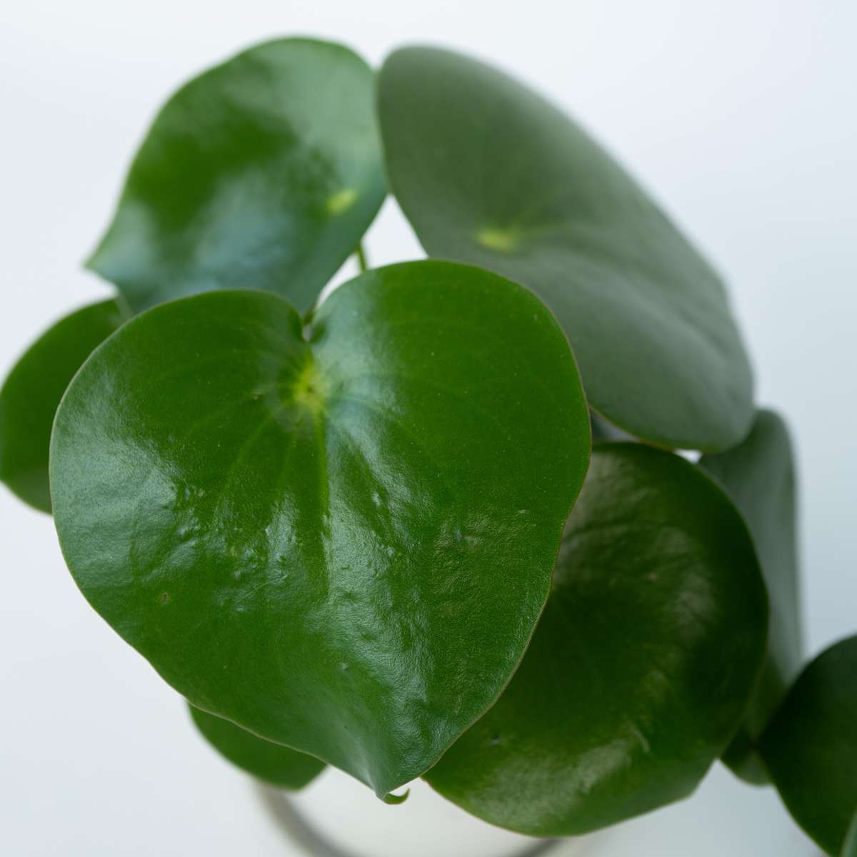 Peperomia - Peperomia polybotrya - Inaltime 20-30cm - ⌀12cm