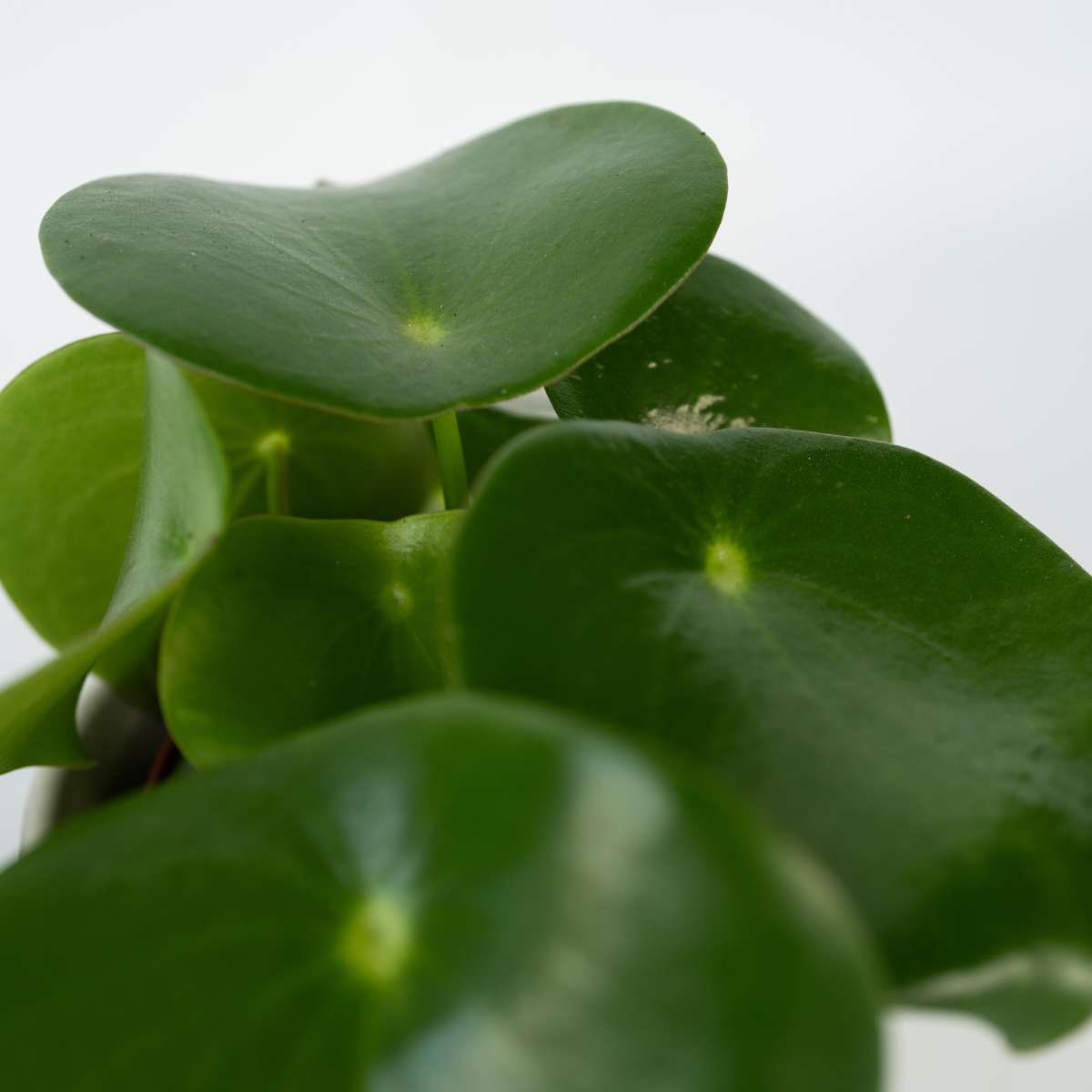 Peperomia - Peperomia polybotrya - Inaltime 20-30cm - ⌀12cm