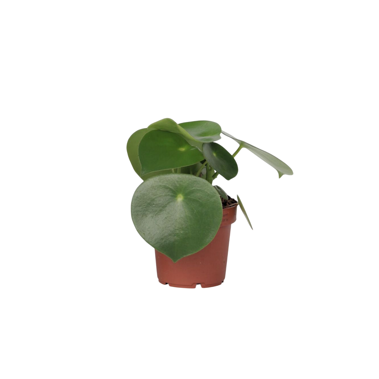 Peperomia - Peperomia polybotrya - Inaltime 20-30cm - ⌀12cm