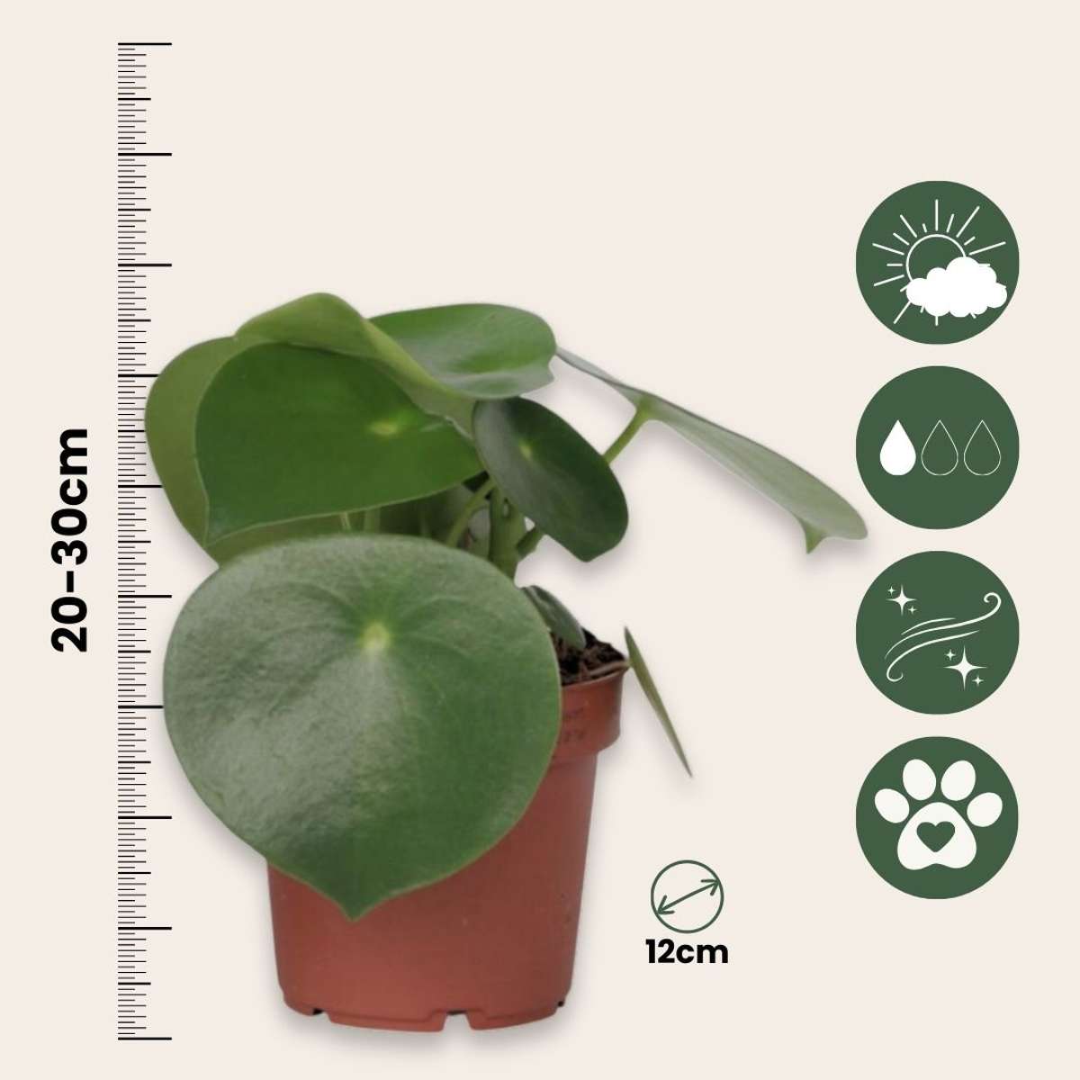 Peperomia - Peperomia polybotrya - Inaltime 20-30cm - ⌀12cm