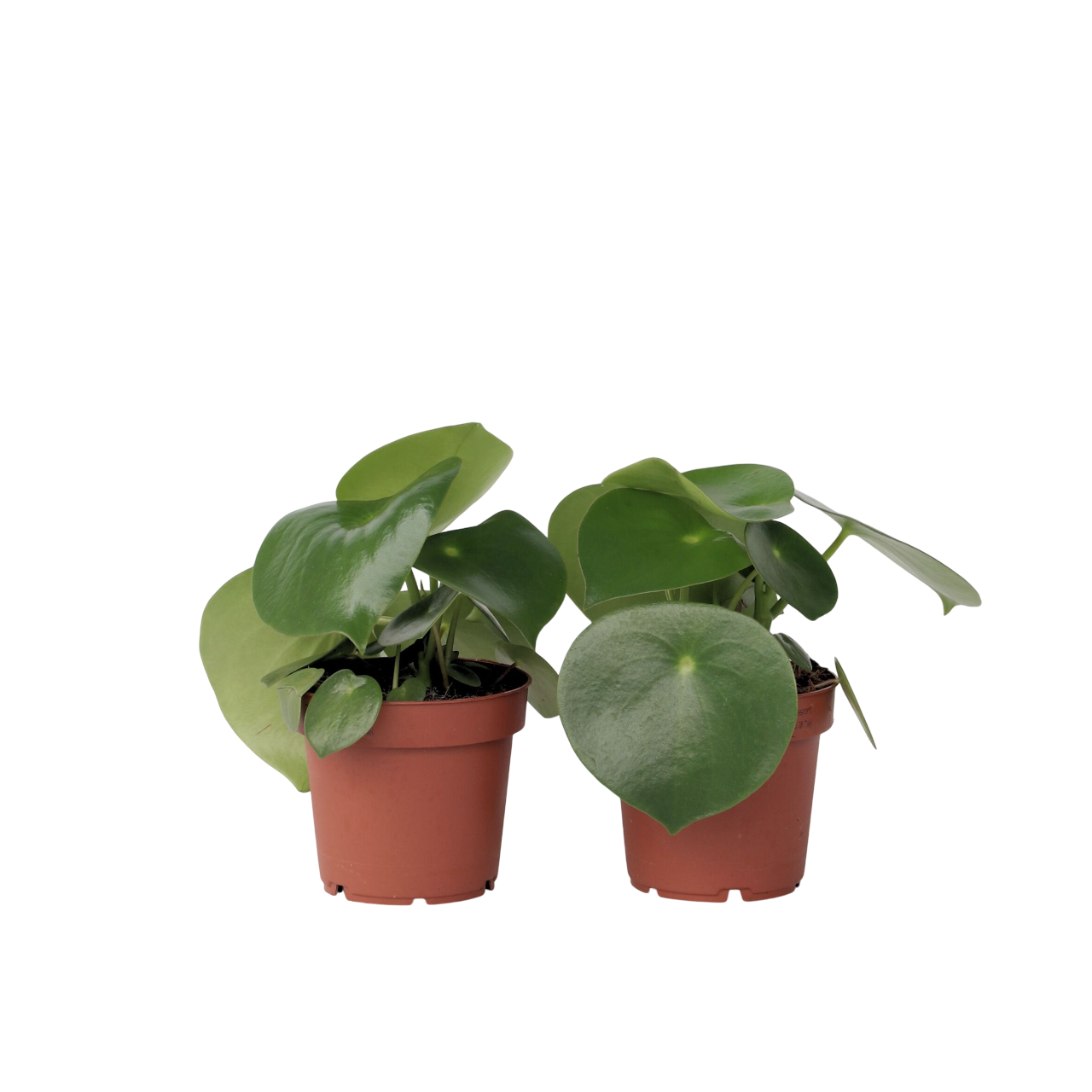 Peperomia - 2 buc - Peperomia polybotrya - Înălţime 20-30cm - ⌀12cm