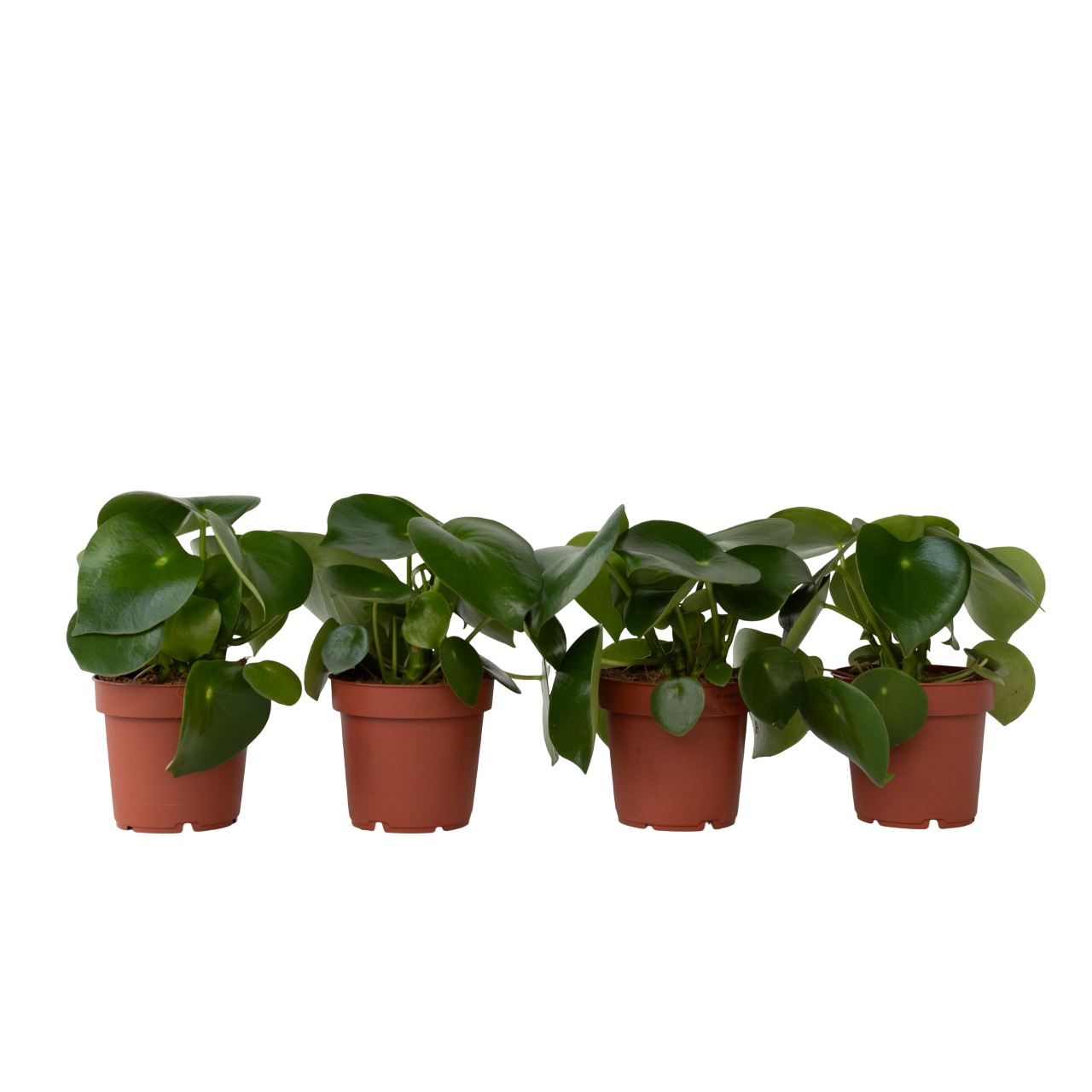 Peperomia - 4 buc - Peperomia polybotrya - Înălţime 20-30cm - ⌀12cm