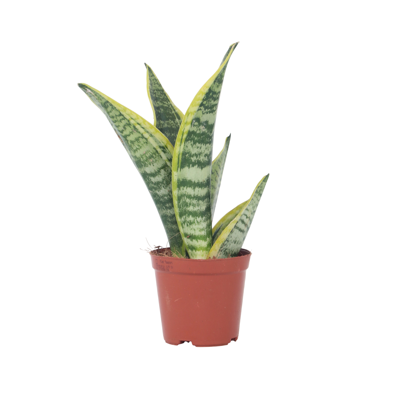 Limba soacrei - Sanseviera trifasciata 'Futura Superba' - În. 35-40cm - ⌀12cm