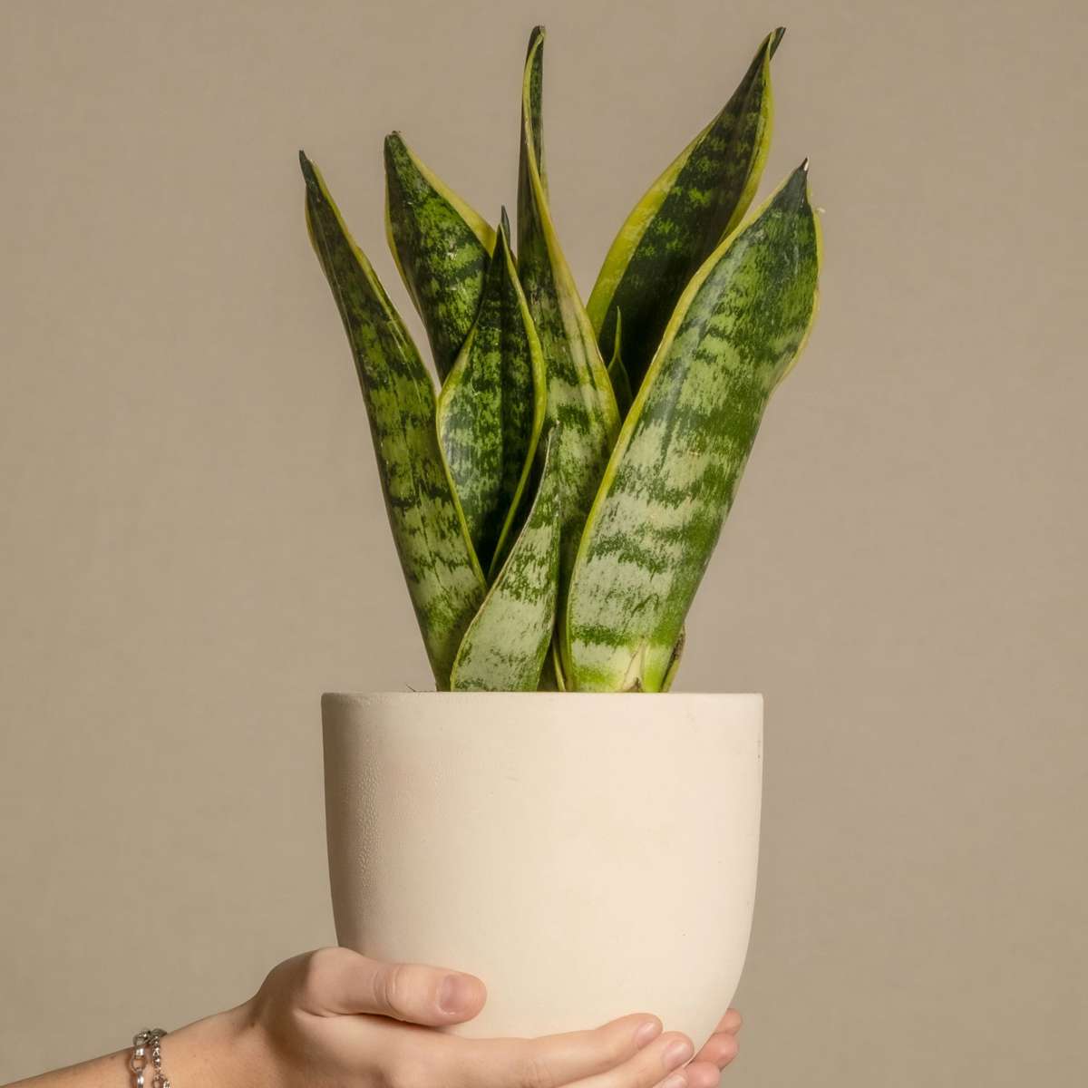 Limba soacrei - 2 buc - Sansevieria 'Futura Superba' - Înălţime 35-40cm - ⌀12cm