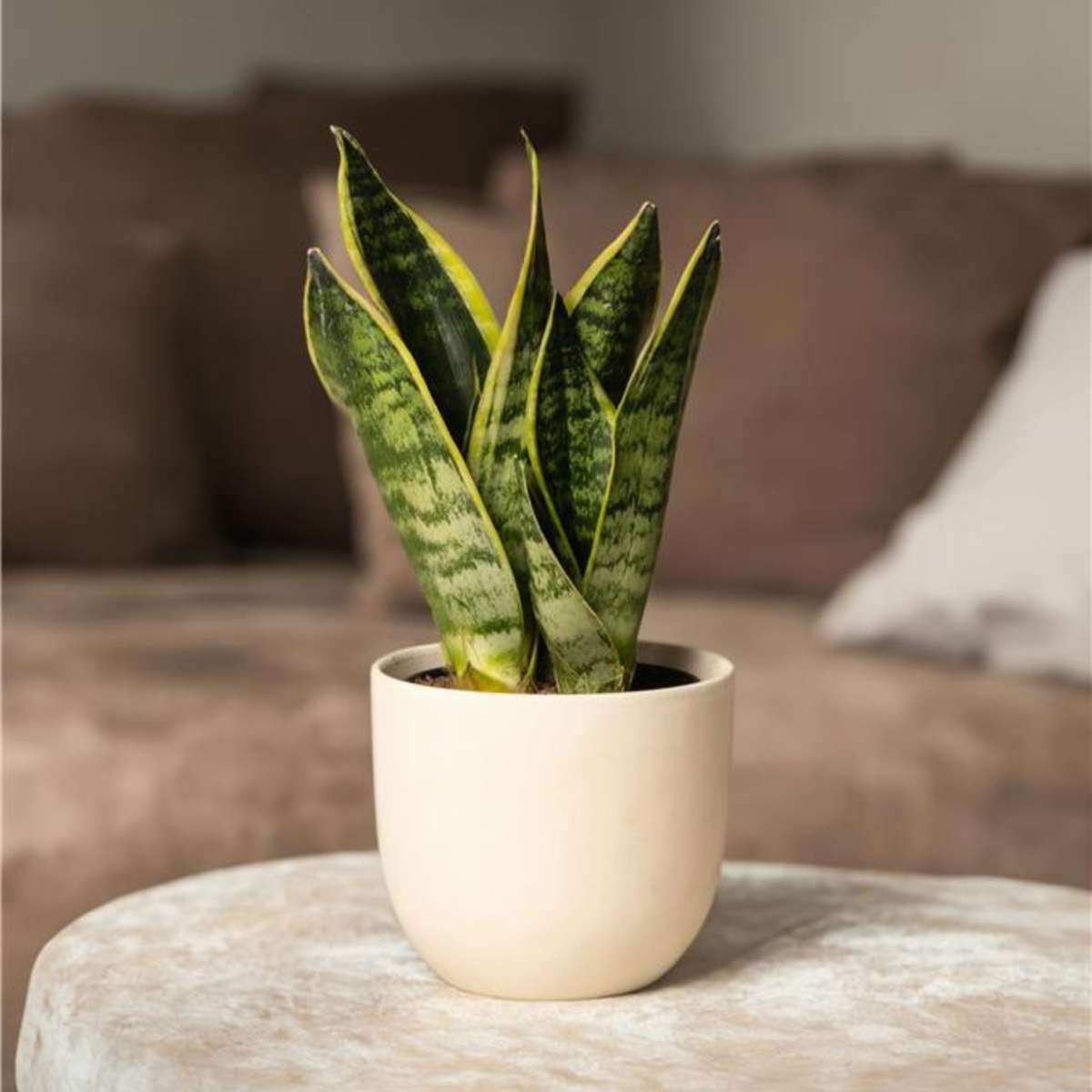 Limba soacrei - 2 buc - Sansevieria 'Futura Superba' - Înălţime 35-40cm - ⌀12cm