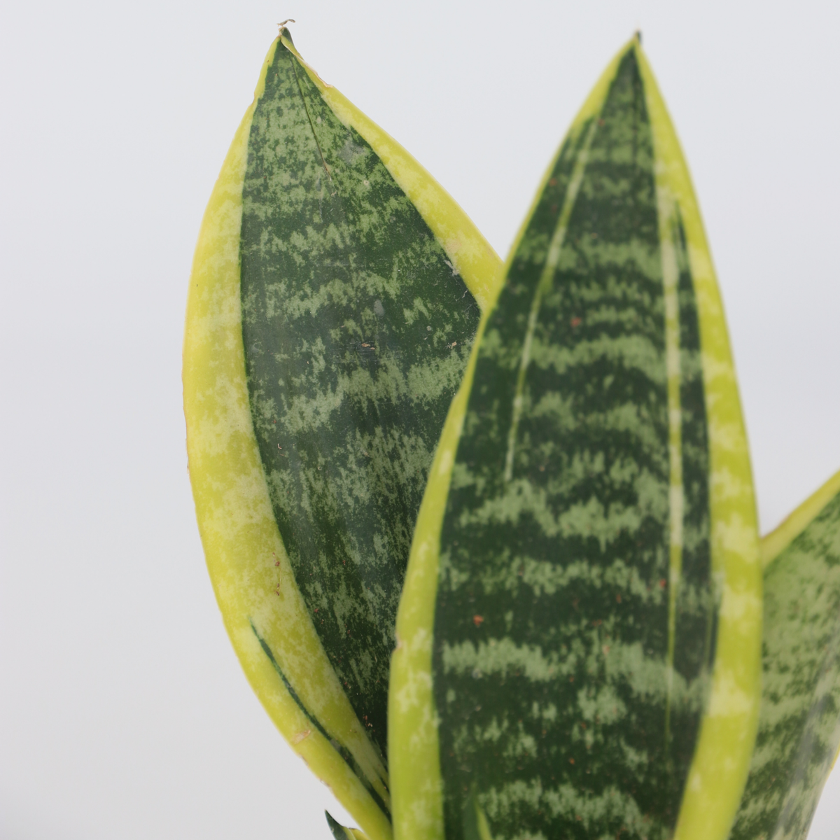 Limba soacrei - 2 buc - Sansevieria 'Futura Superba' - Înălţime 35-40cm - ⌀12cm