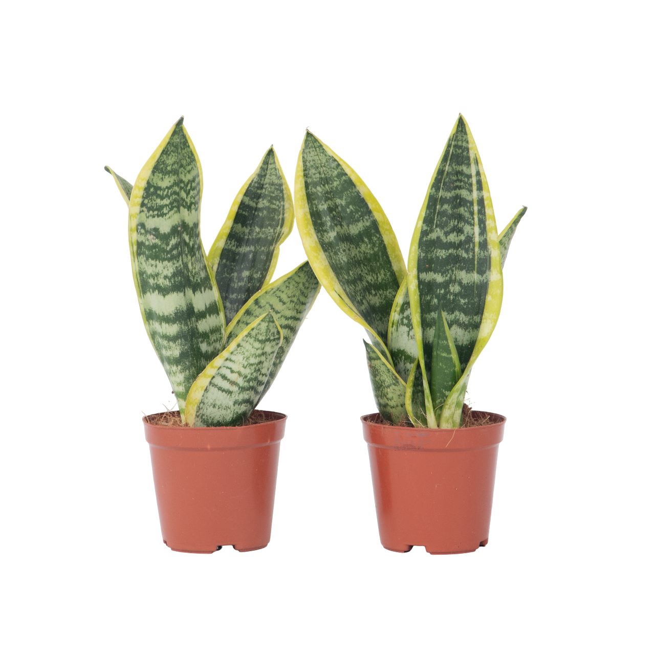 Limba soacrei - 2 buc - Sansevieria 'Futura Superba' - Înălţime 35-40cm - ⌀12cm