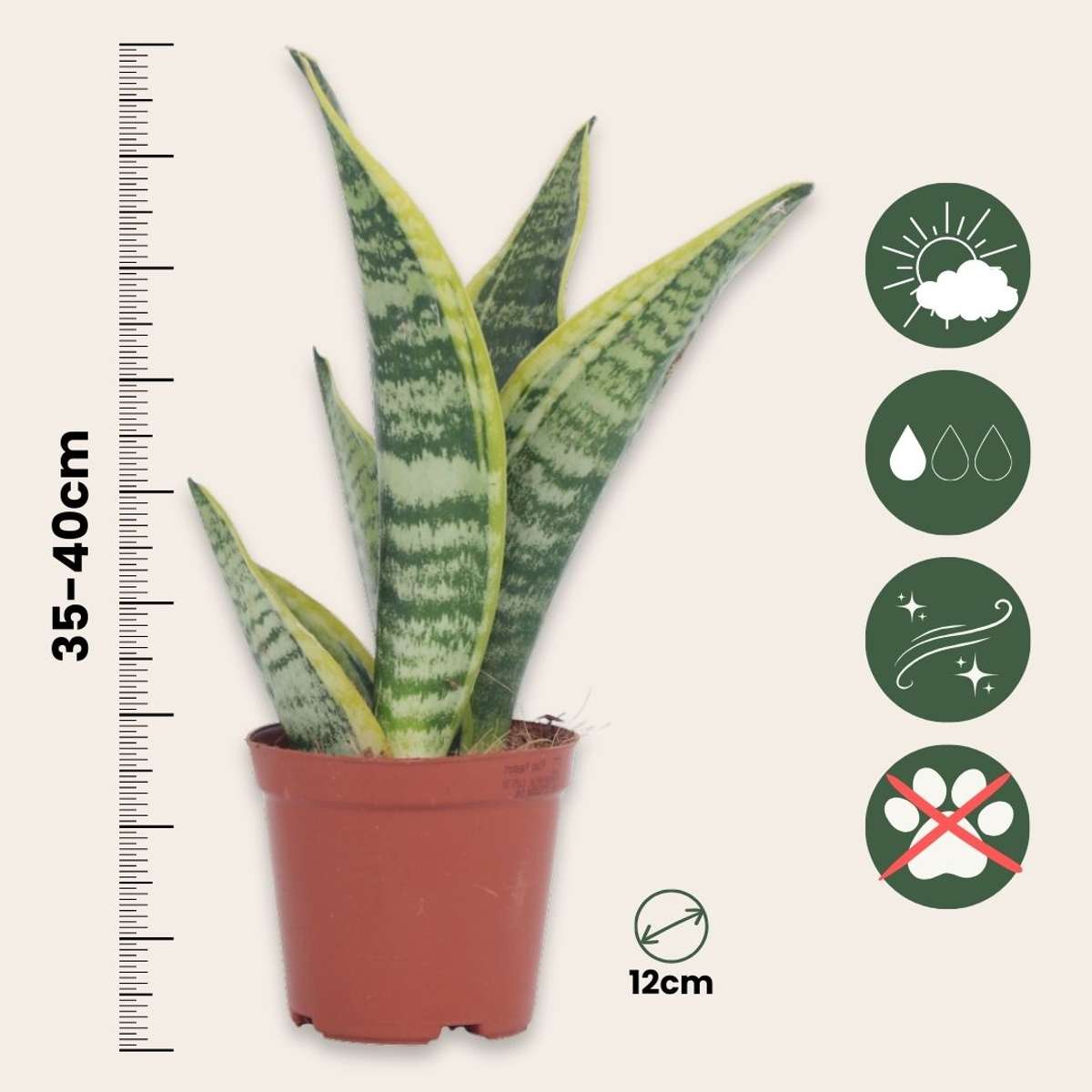 Limba soacrei - 2 buc - Sansevieria 'Futura Superba' - Înălţime 35-40cm - ⌀12cm