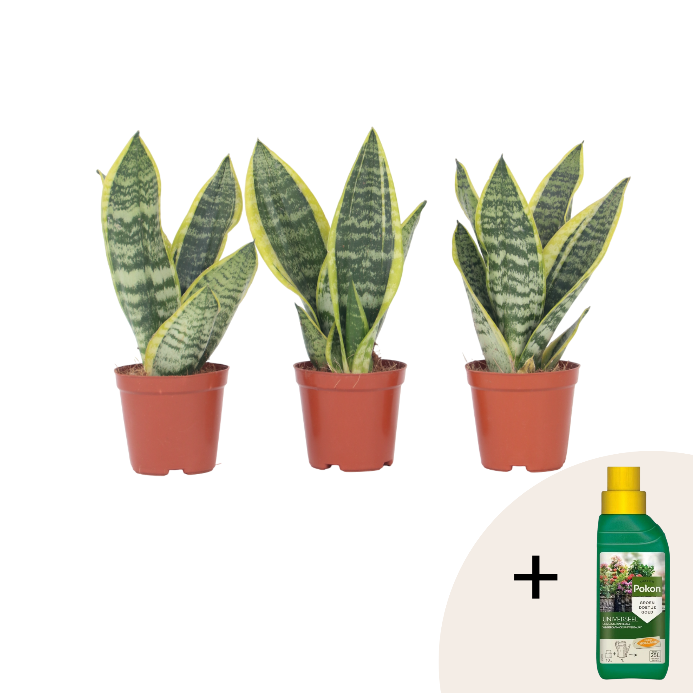 Limba soacrei - 3 buc - Sansevieria 'Futura Superba' - Înălţime 35-40cm - ⌀12cm