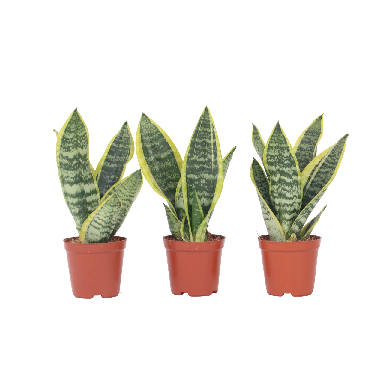Limba soacrei - 3 buc - Sansevieria 'Futura Superba' - Înălţime 35-40cm - ⌀12cm