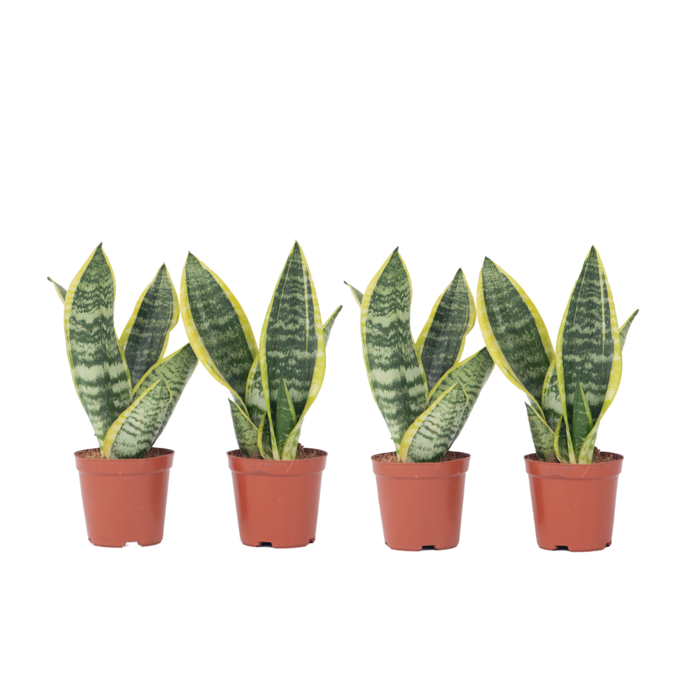 Limba soacrei - 4 buc - Sansevieria 'Futura Superba' - Înălţime 35-40cm - ⌀12cm