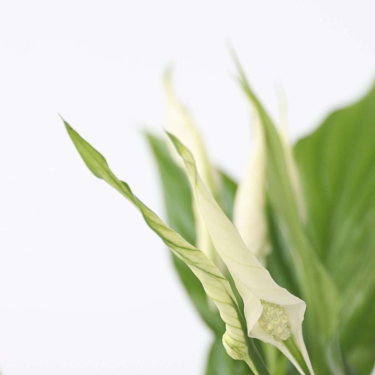Floarea păcii - Spathiphyllum 'Torelli' - Înălţime 30-45cm - ⌀12cm