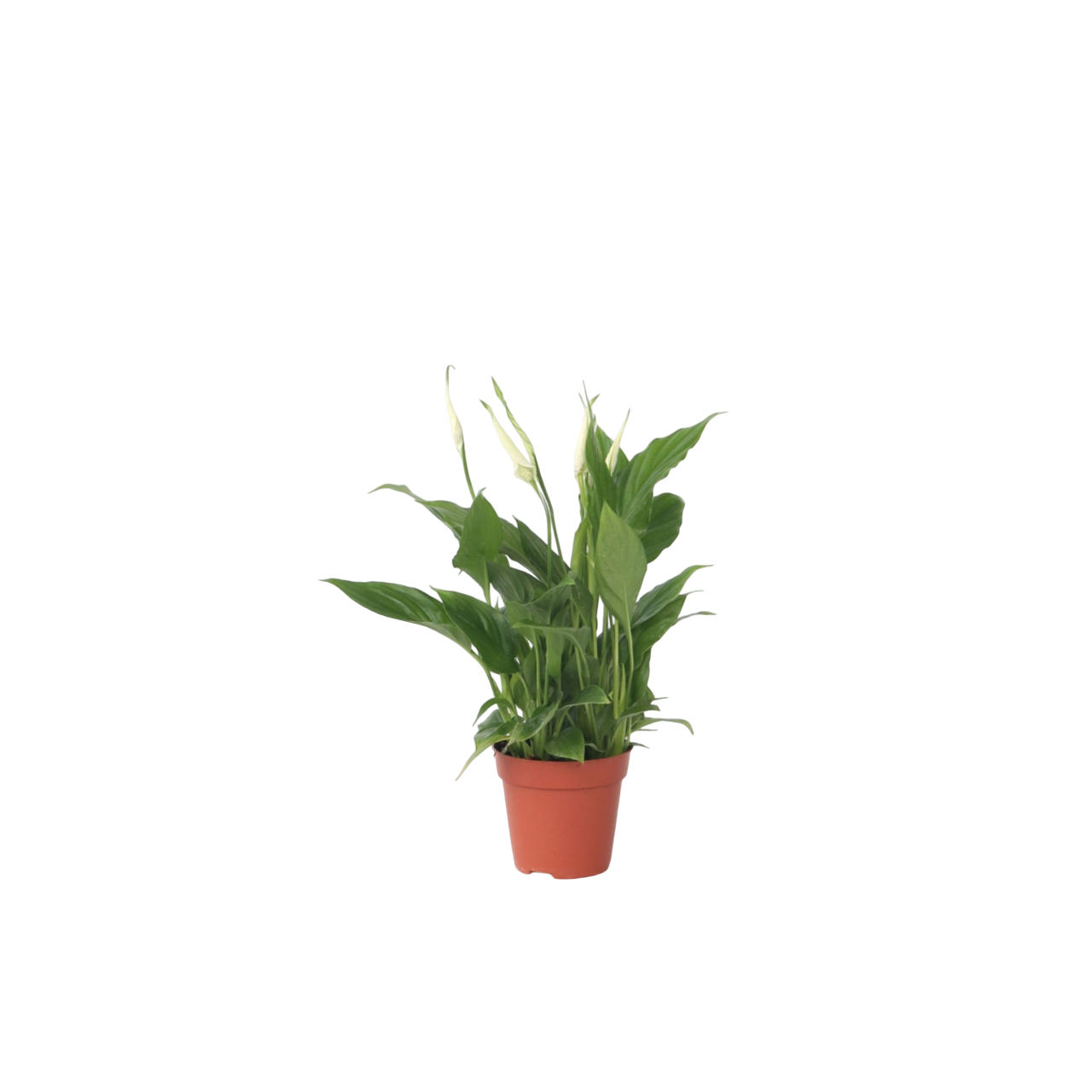 Floarea păcii - Spathiphyllum 'Torelli' - Înălţime 30-45cm - ⌀12cm
