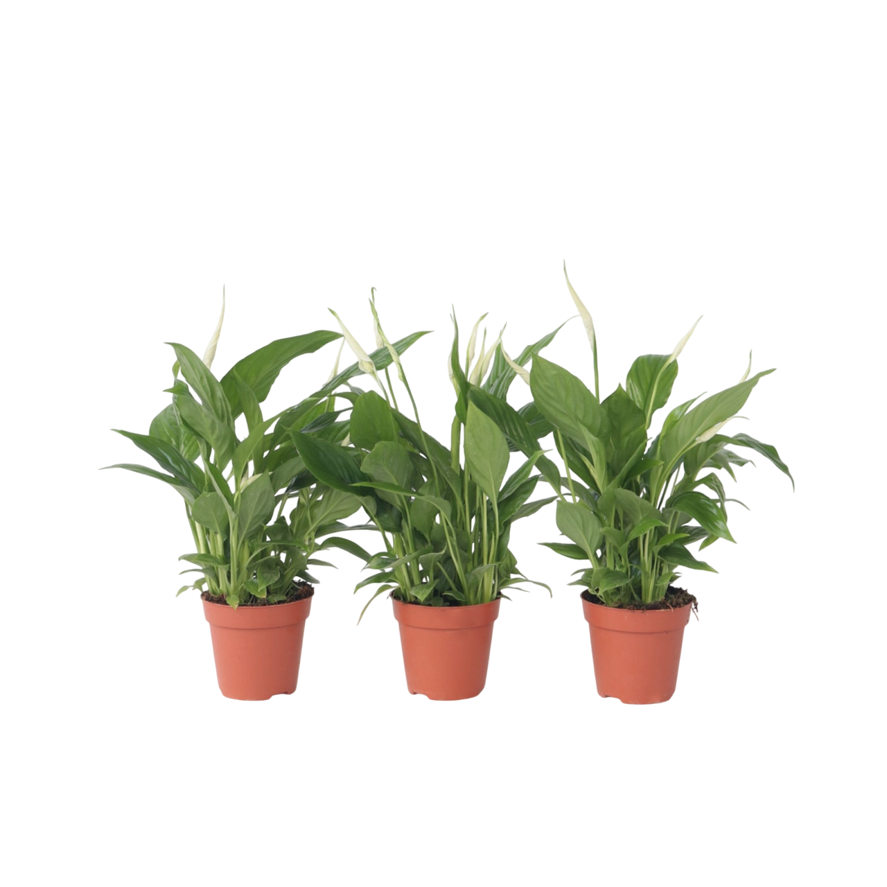 Floarea păcii - 3 buc - Spathiphyllum 'Torelli' - Înălţime 30-45cm - ⌀12cm