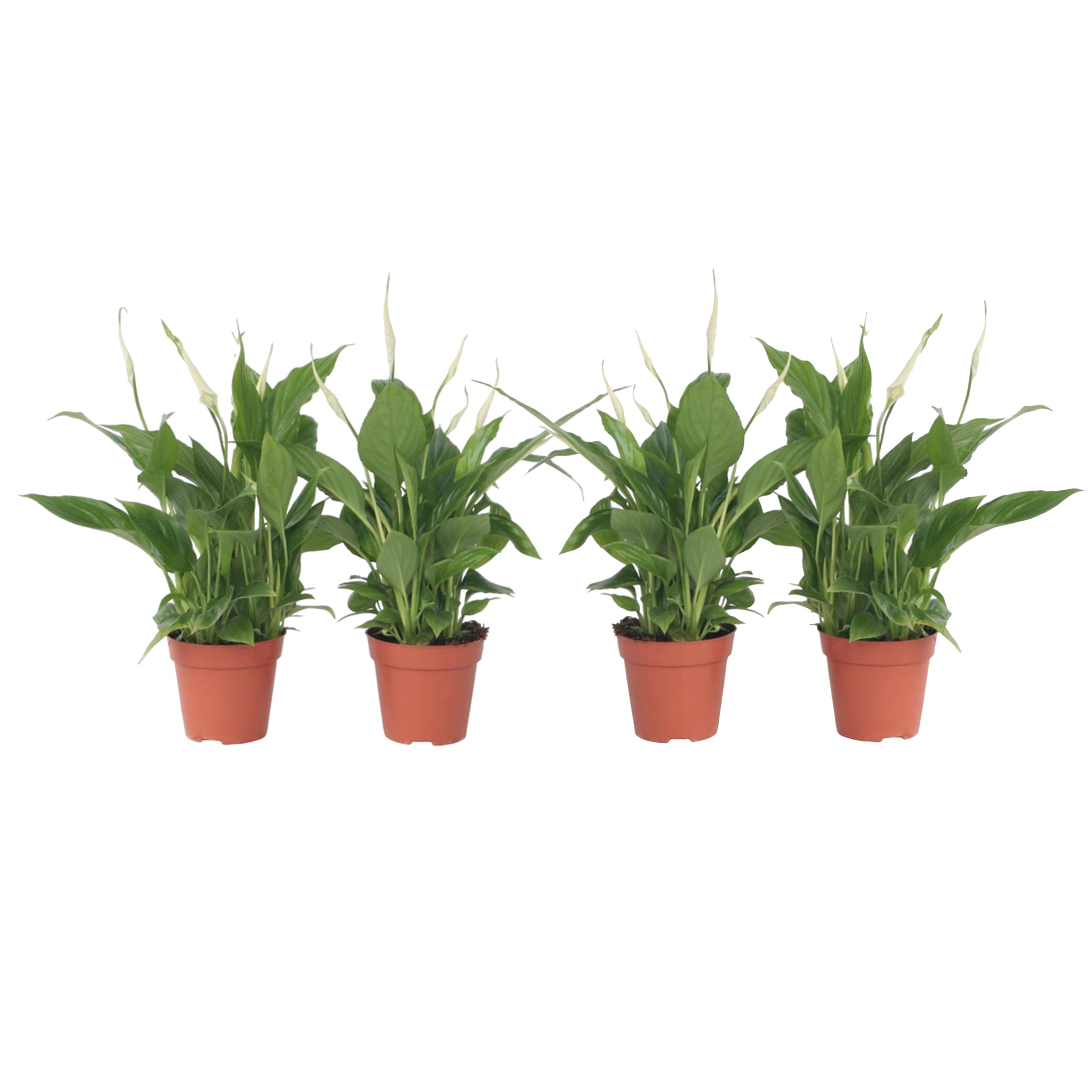 Floarea păcii - 4 buc - Spathiphyllum 'Torelli' - Înălţime 30-45cm - ⌀12cm