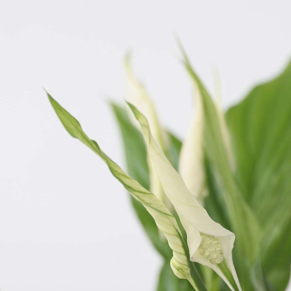 Floarea păcii - 6 buc - Spathiphyllum 'Torelli' - Înălţime 30-45cm - ⌀12cm