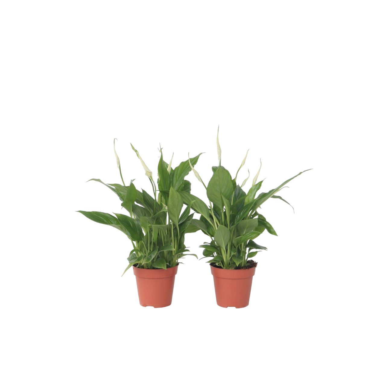 Floarea păcii - 6 buc - Spathiphyllum 'Torelli' - Înălţime 30-45cm - ⌀12cm