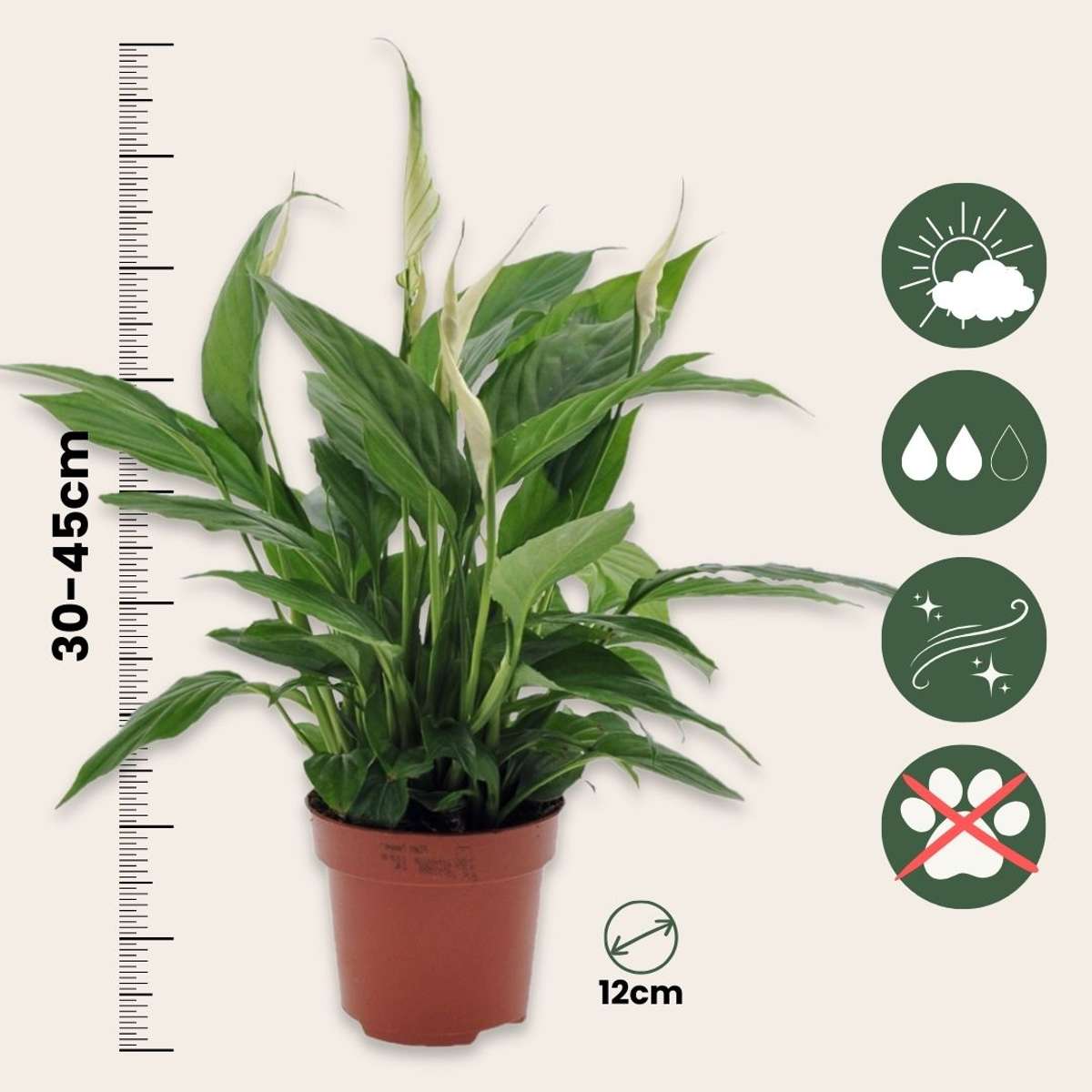 Floarea păcii - 6 buc - Spathiphyllum 'Torelli' - Înălţime 30-45cm - ⌀12cm