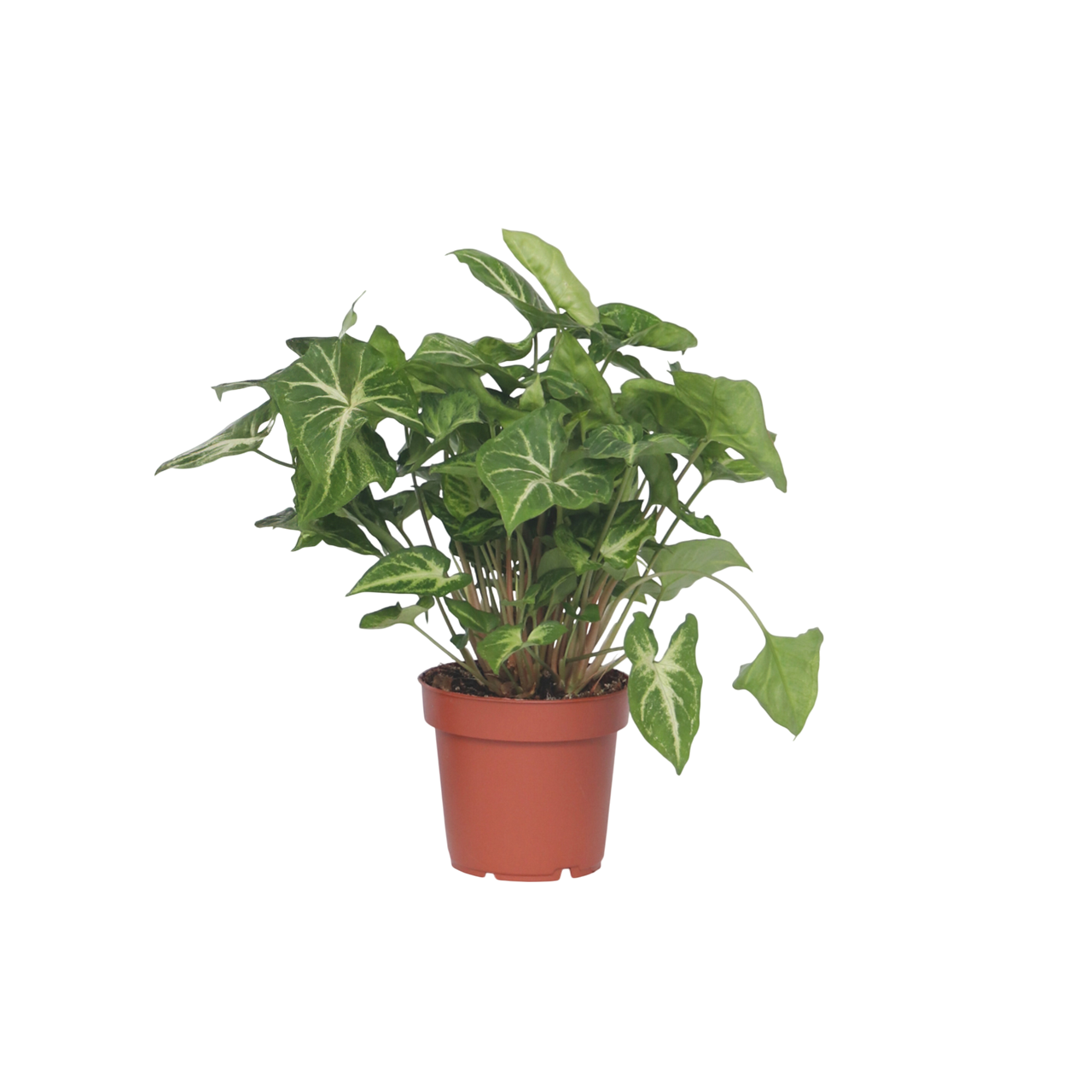 Vârf de suliță - Syngonium 'Pixie' - Inaltime 25-40cm - ⌀12cm