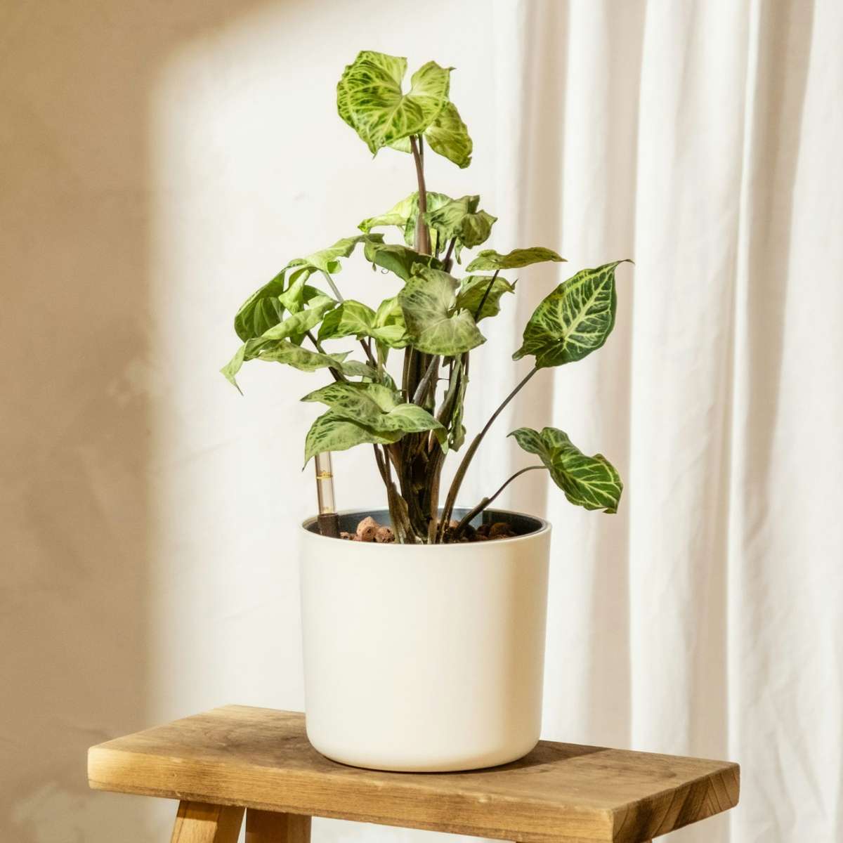 Vârf de suliță - 2 buc - Syngonium podophyllum 'Pixie' - În. 25-40cm - ⌀12cm