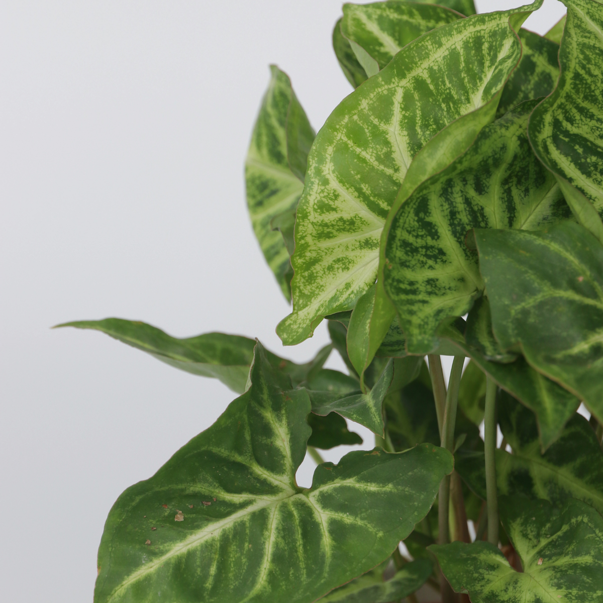 Vârf de suliță - 2 buc - Syngonium podophyllum 'Pixie' - În. 25-40cm - ⌀12cm