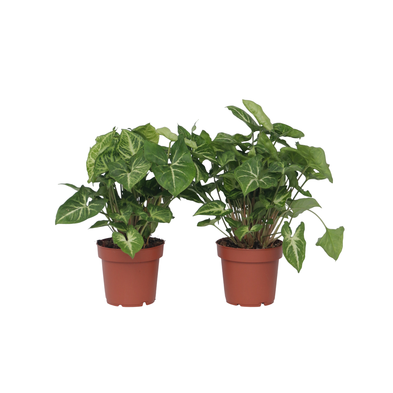 Vârf de suliță - 2 buc - Syngonium podophyllum 'Pixie' - În. 25-40cm - ⌀12cm