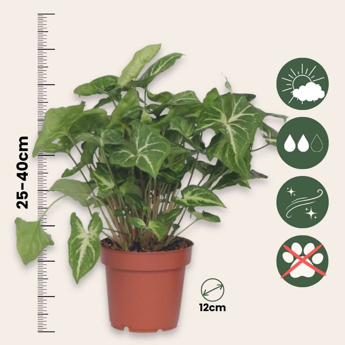 Vârf de suliță - 2 buc - Syngonium podophyllum 'Pixie' - În. 25-40cm - ⌀12cm