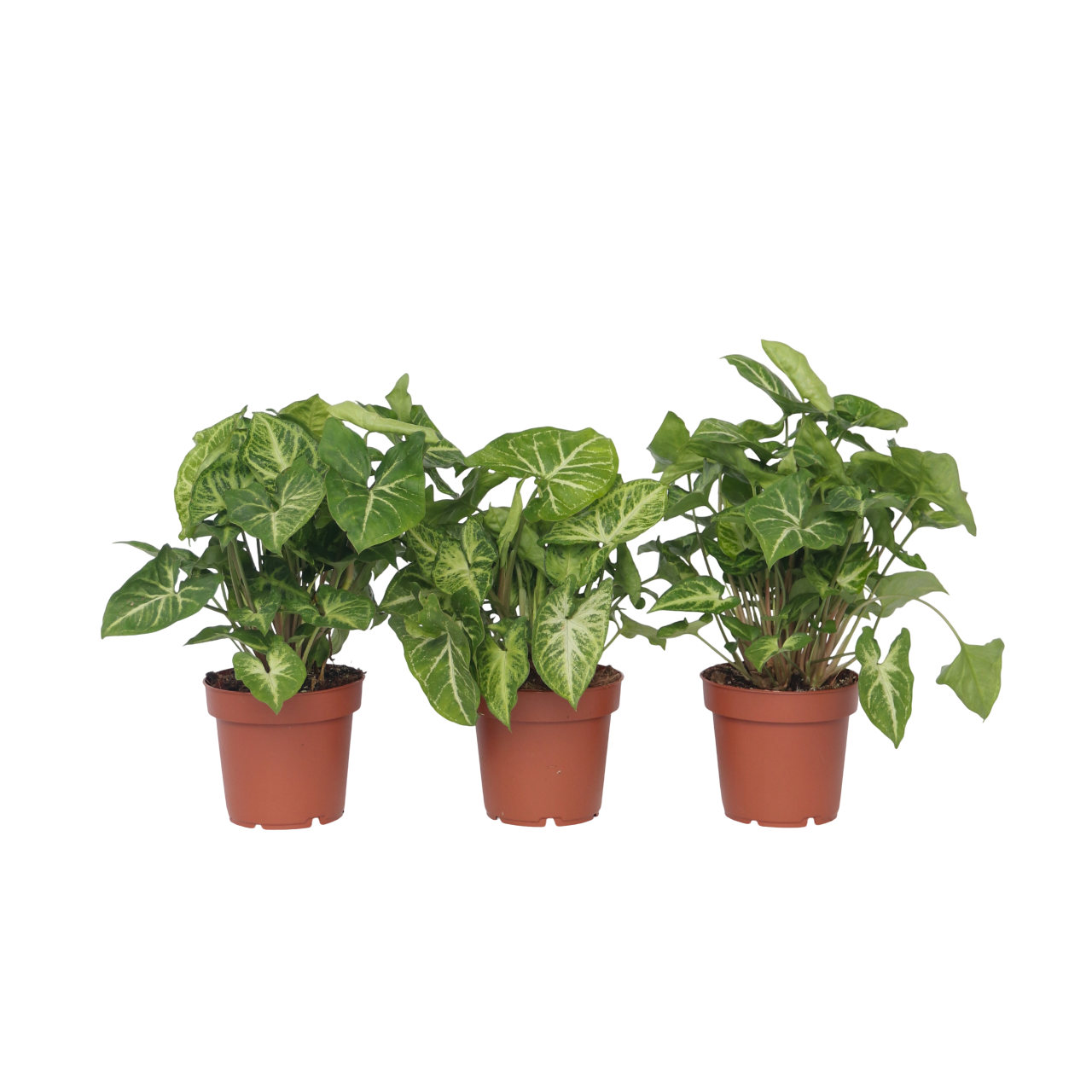 Vârf de suliță - 3 buc - Syngonium podophyllum 'Pixie' - În. 25-40cm - ⌀12cm