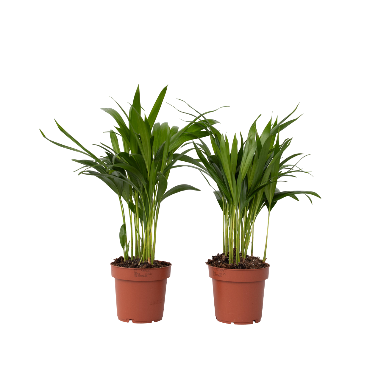 Palmier Areca - 2 buc - Dypsis lutescens - Înălţime 30-45cm - ⌀12cm