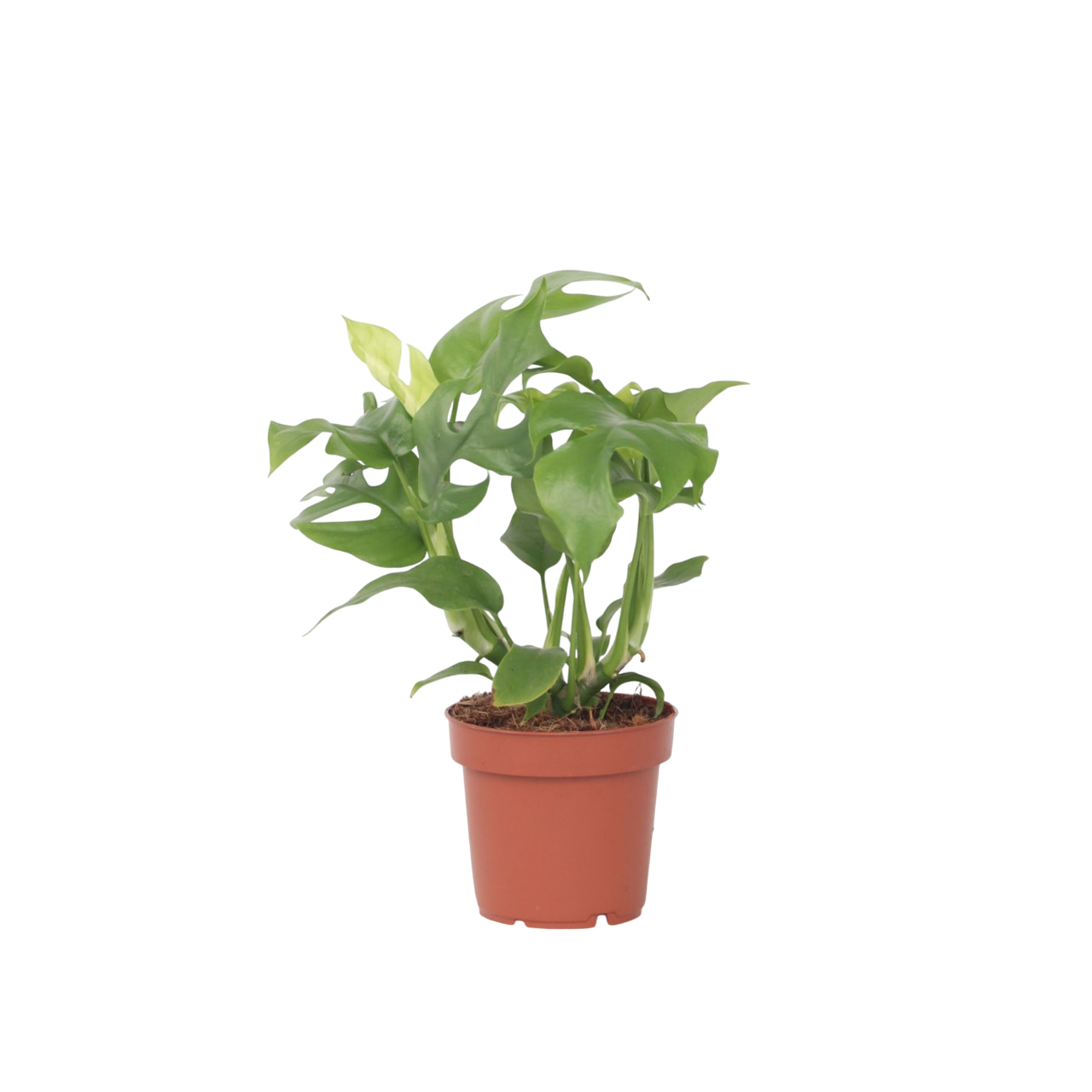 Monstera Minima - Rhaphidophora tetrasperma - Înălţime 20-30cm - ⌀12cm