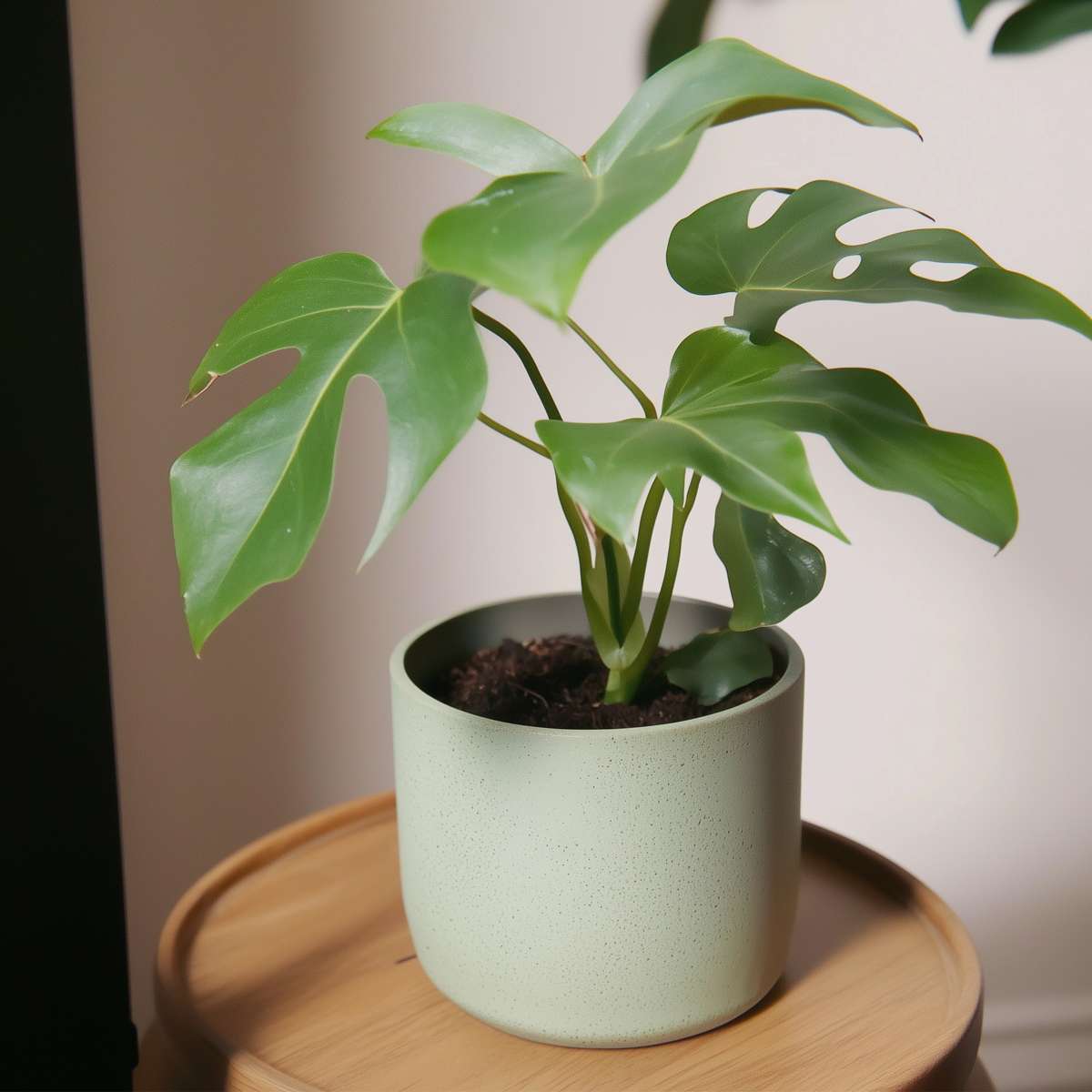 Monstera Minima - 2 buc - Rhaphidophora tetrasperma - Înălţime 20-30cm - ⌀12cm