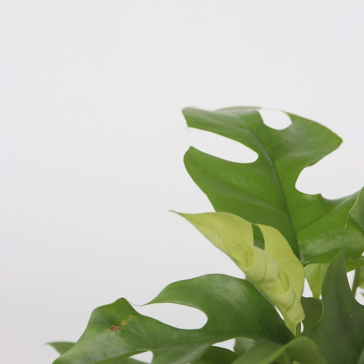 Monstera Minima - 2 buc - Rhaphidophora tetrasperma - Înălţime 20-30cm - ⌀12cm