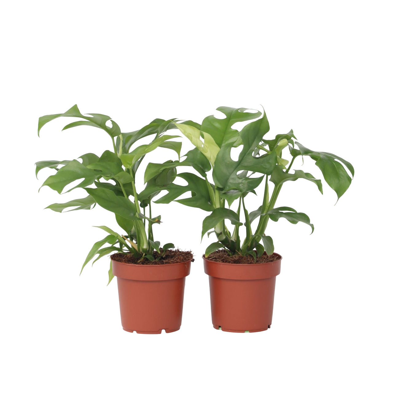 Monstera Minima - 2 buc - Rhaphidophora tetrasperma - Înălţime 20-30cm - ⌀12cm