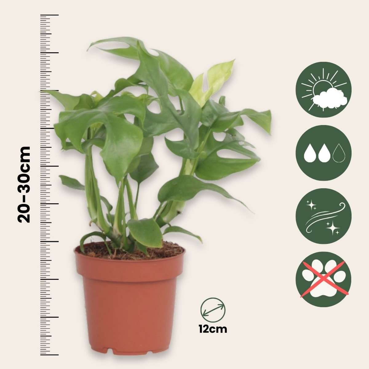 Monstera Minima - 2 buc - Rhaphidophora tetrasperma - Înălţime 20-30cm - ⌀12cm