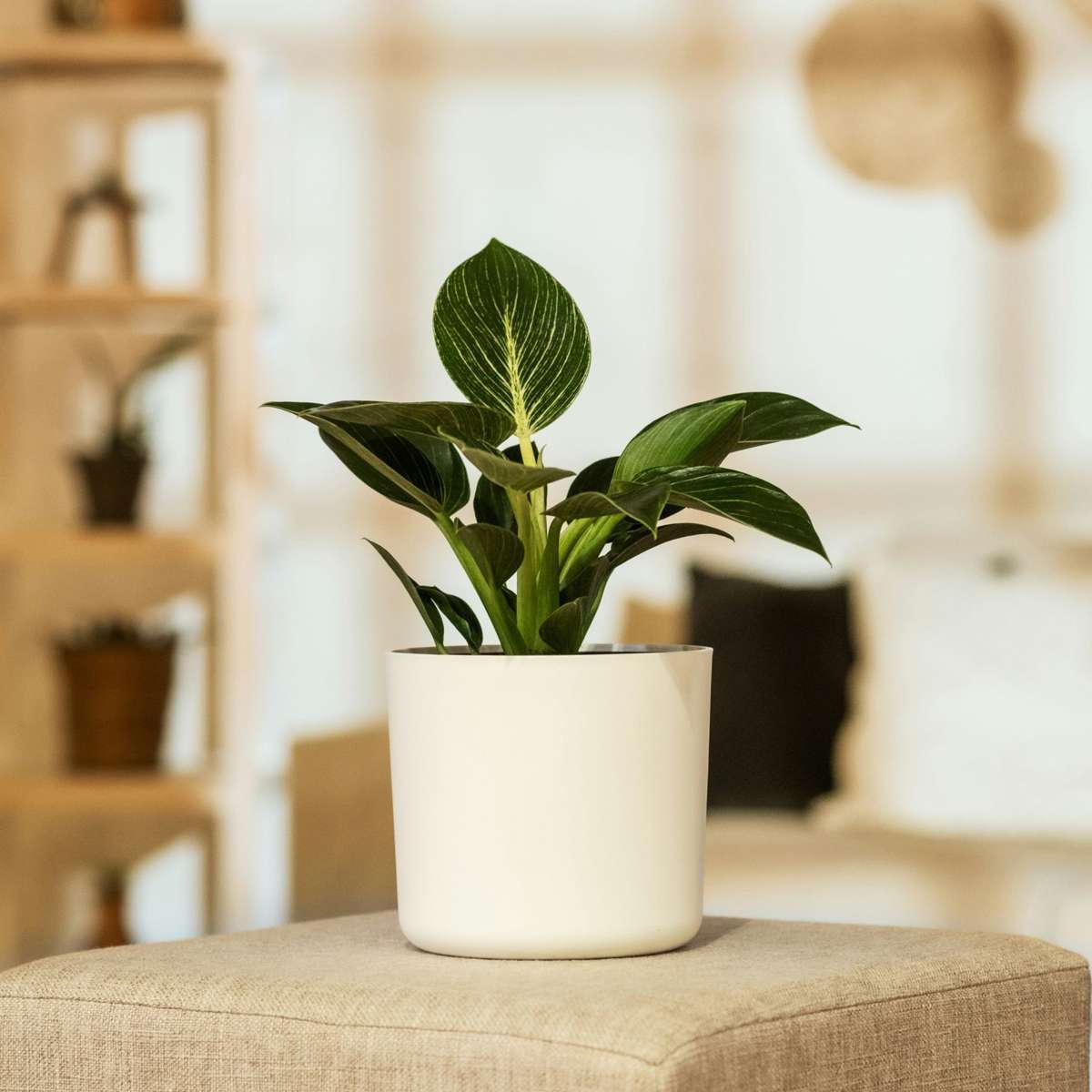 Filodendron - Philodendron 'White Wave' - Înălţime 25-40cm - ⌀12cm