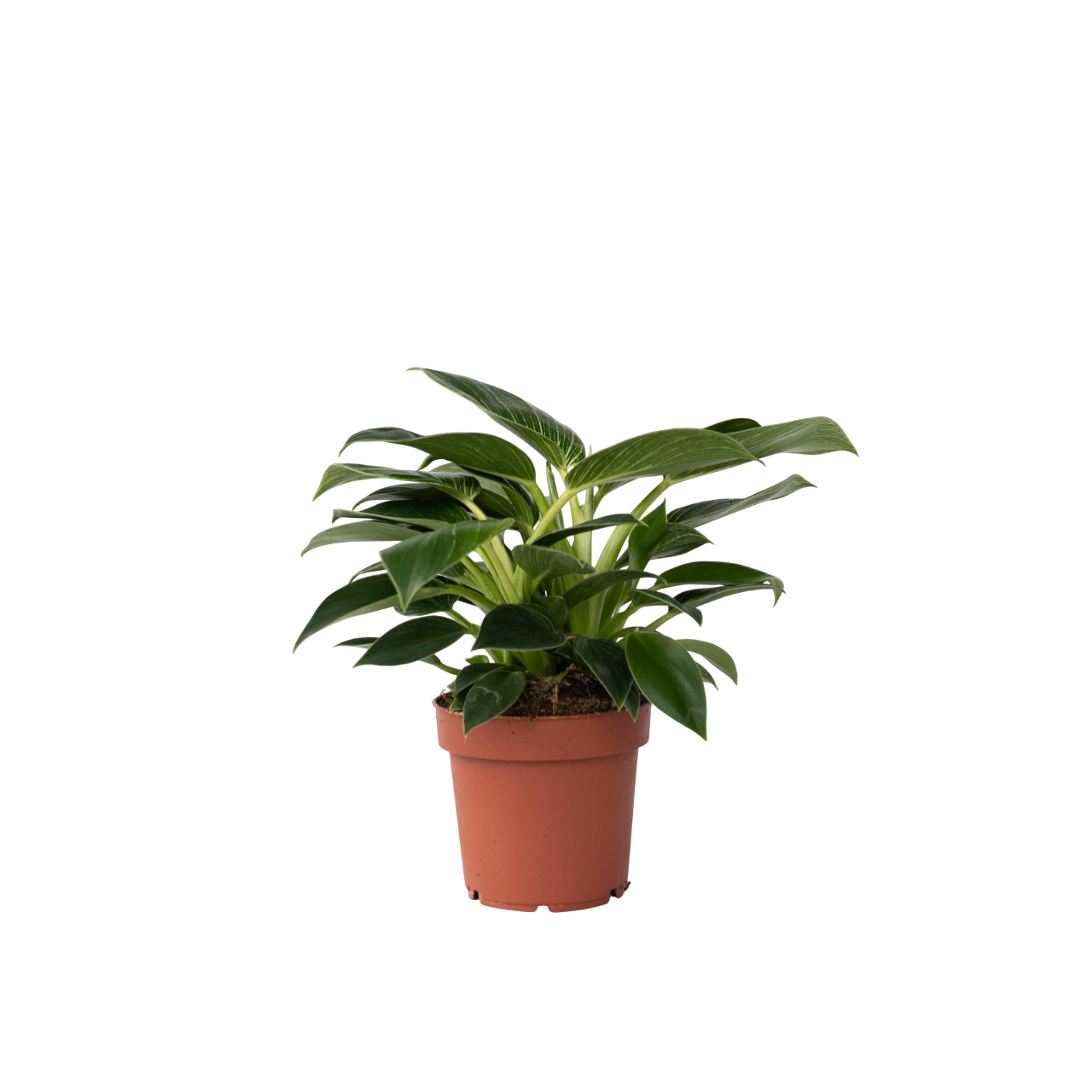 Filodendron - Philodendron 'White Wave' - Înălţime 25-40cm - ⌀12cm