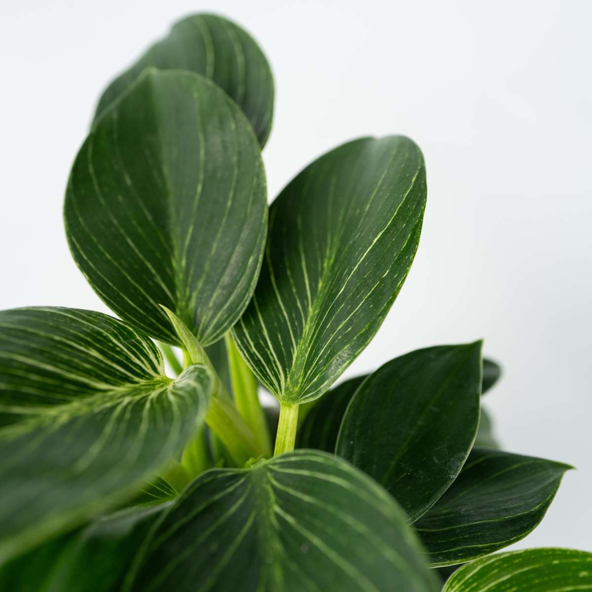 Filodendron - 2 buc - Philodendron 'White Wave' - Înălţime 25-40cm - ⌀12cm
