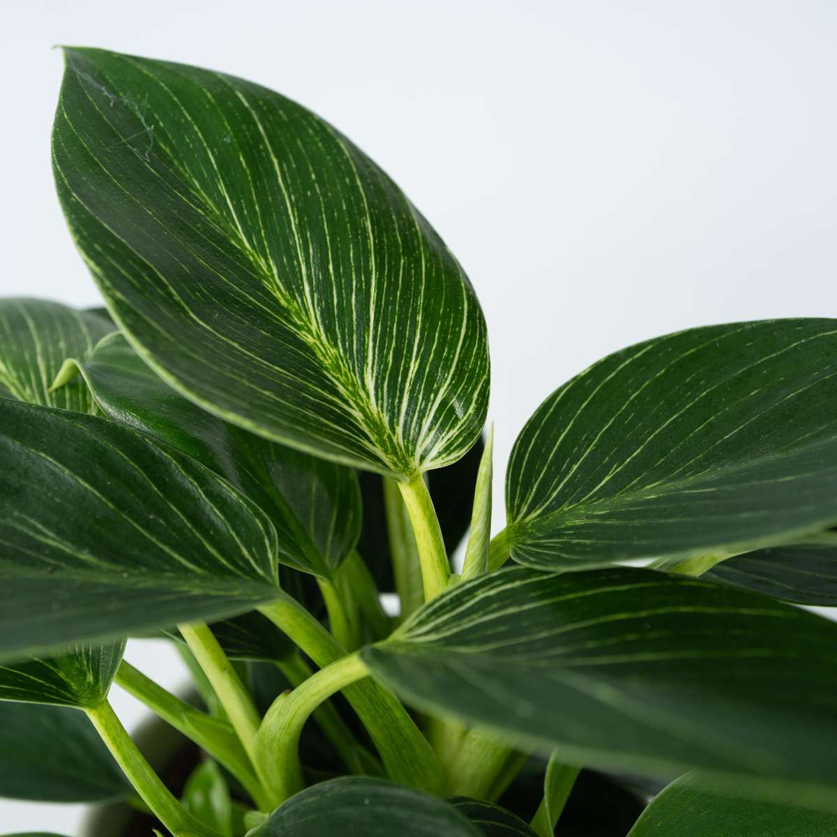 Filodendron - 2 buc - Philodendron 'White Wave' - Înălţime 25-40cm - ⌀12cm