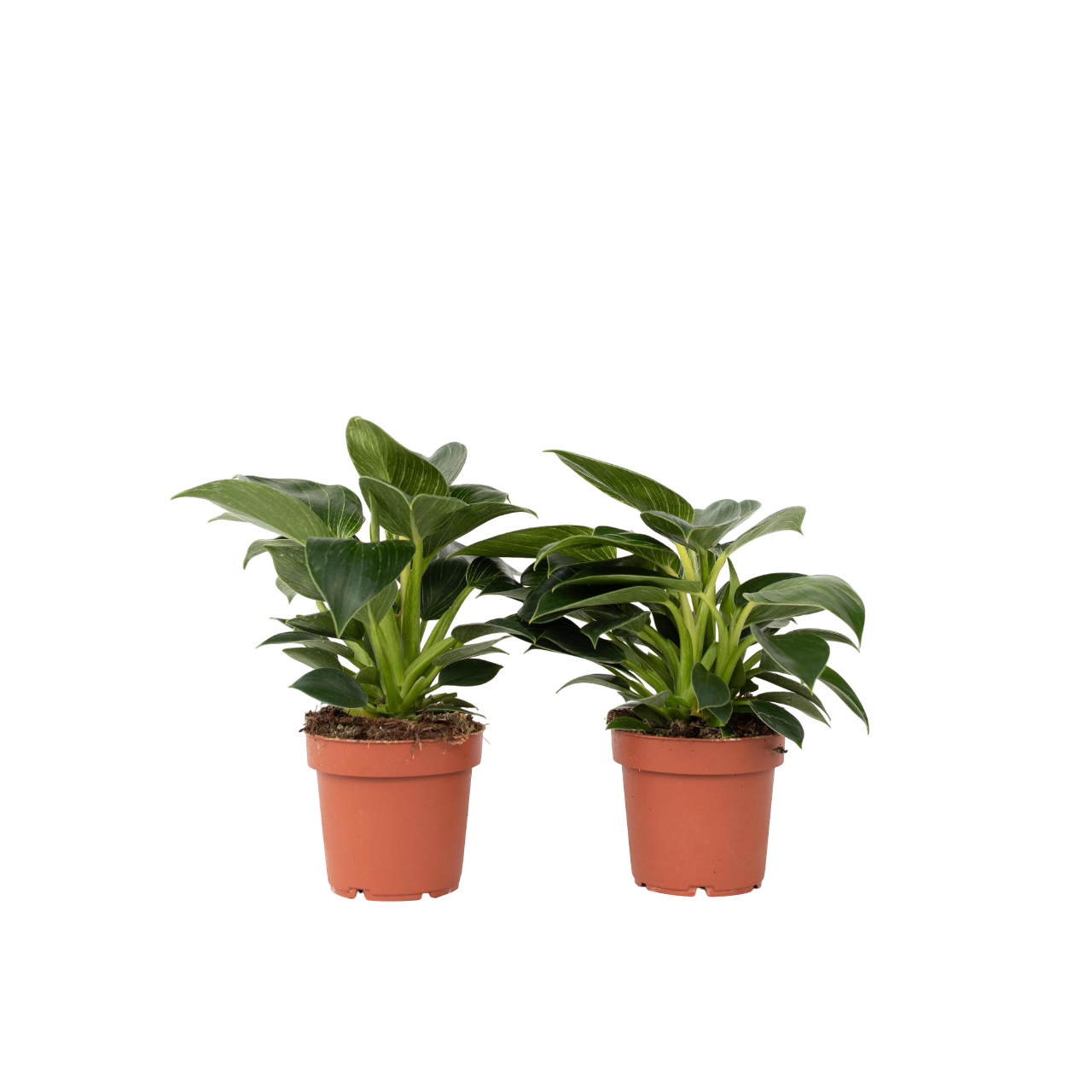 Filodendron - 2 buc - Philodendron 'White Wave' - Înălţime 25-40cm - ⌀12cm