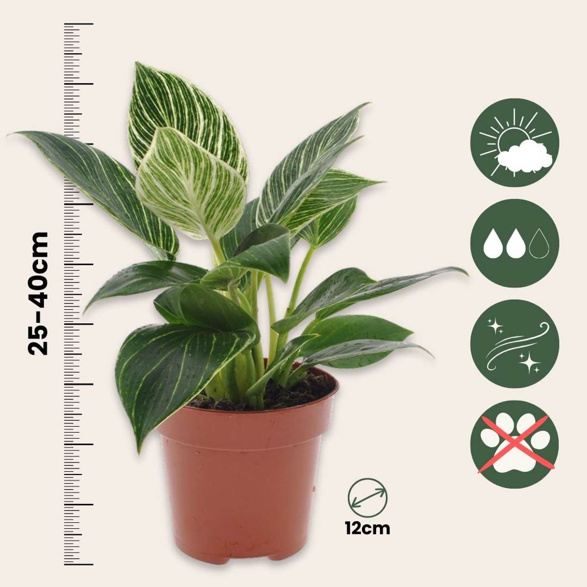 Filodendron - 2 buc - Philodendron 'White Wave' - Înălţime 25-40cm - ⌀12cm