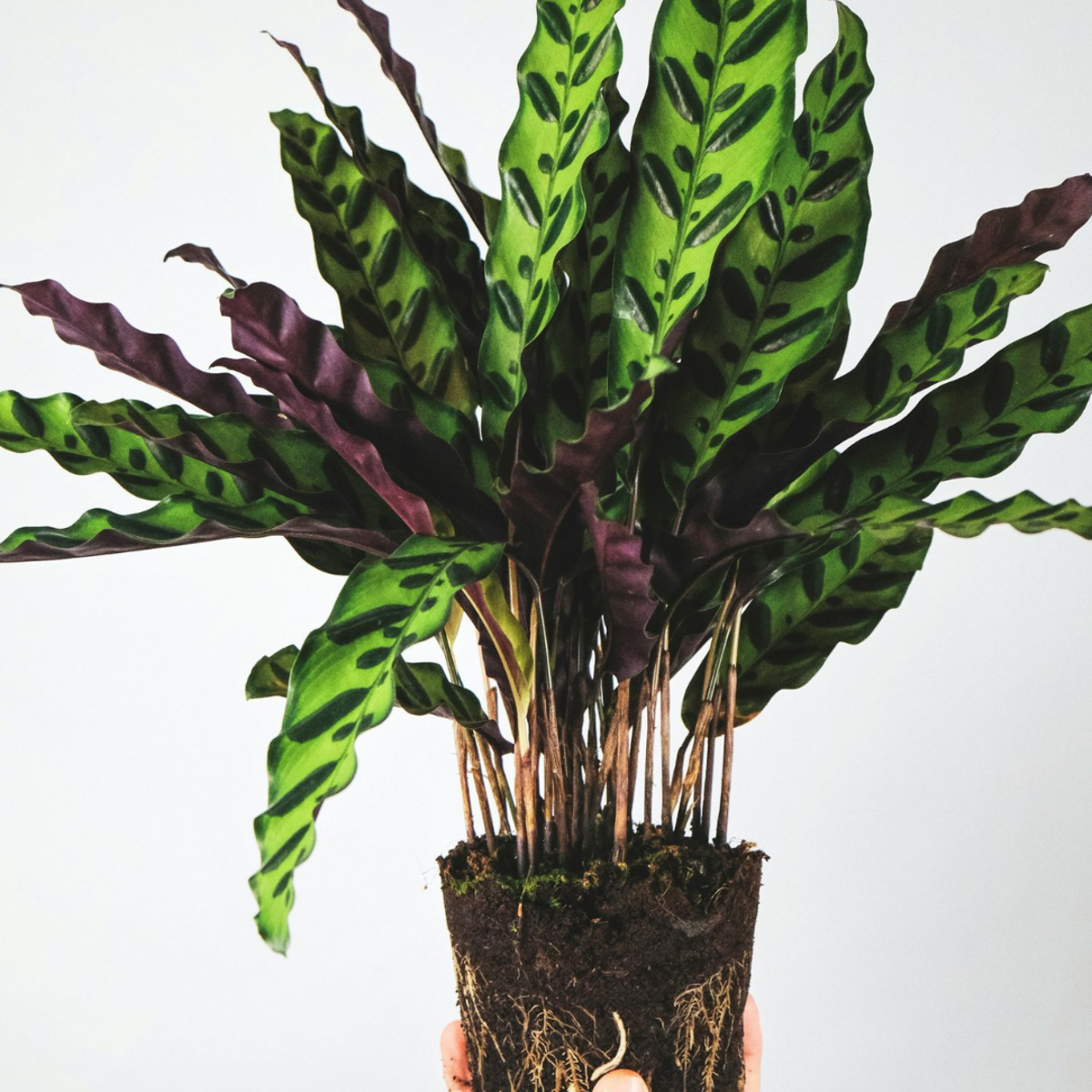 Planta paun - Goeppertia insignis - Înălţime 30-40cm - ⌀12cm