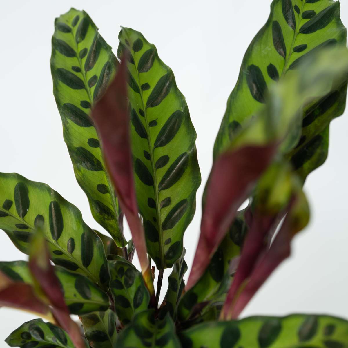 Planta paun - Goeppertia insignis - Înălţime 30-40cm - ⌀12cm