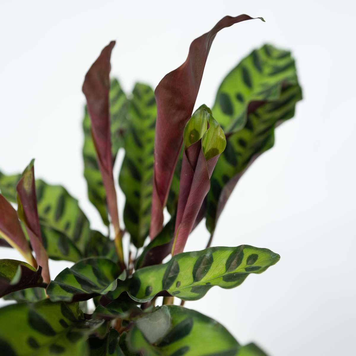 Planta paun - Goeppertia insignis - Înălţime 30-40cm - ⌀12cm