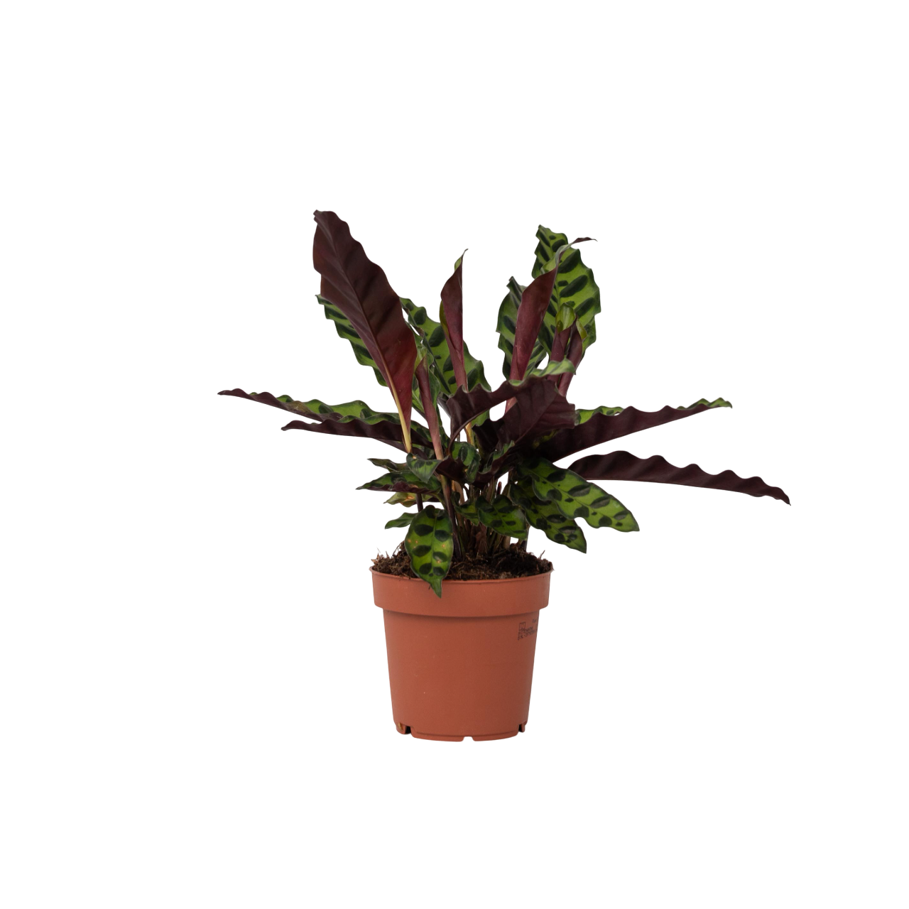 Planta paun - Goeppertia insignis - Înălţime 30-40cm - ⌀12cm