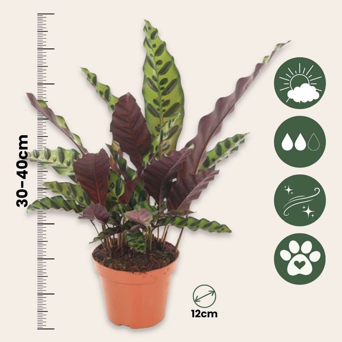 Planta paun - Goeppertia insignis - Înălţime 30-40cm - ⌀12cm
