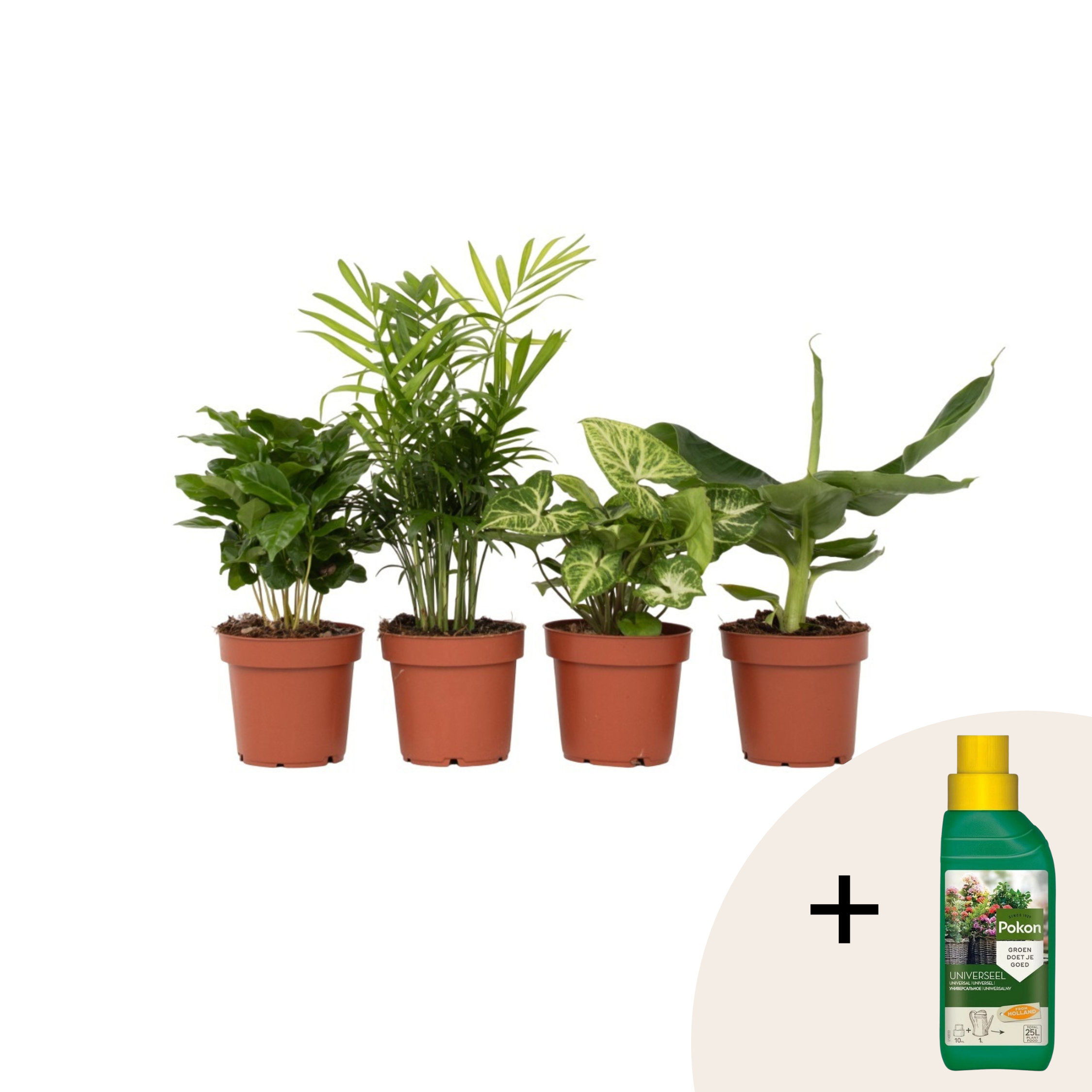 Set de plante de apartament - 4 buc - Înălţime 25-40cm - ⌀12cm