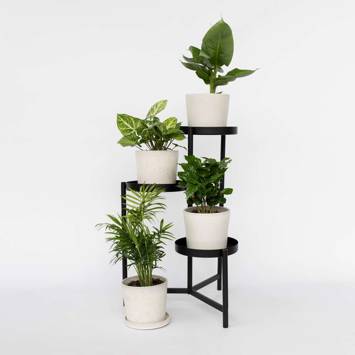 Set de plante de apartament - 4 buc - Înălţime 25-40cm - ⌀12cm